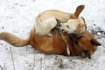 Magdeburg  Deutschland  Hunde spielen im Schnee miteinander