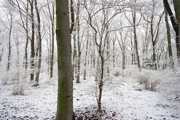 Berlin  winterlicher Tiergarten im Schnee