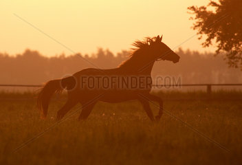 Graditz  Deutschland  Silhouette  Pferd am Morgen auf der Weide im Galopp