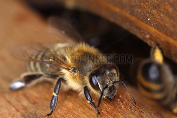 Berlin  Deutschland  Honigbiene am Einflugloch einer Bienenbeute