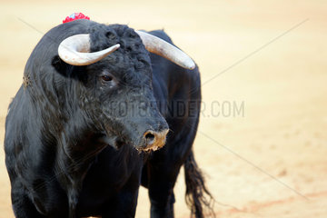 Bulle waehrend eines Stierkampfes  Spanien