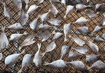 Hong Kong  China  enthauptete Fische liegen zum Trocknen auf einem Netz