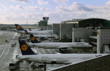 Frankfurt am Main  Deutschland  Flugzeuge der Lufthansa auf dem Flughafen Frankfurt