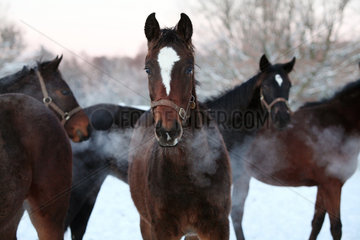 Goerlsdorf  Deutschland  Pferde im Winter auf der Koppel im Portrait