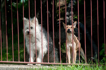 Cered  Ungarn  zwei Hunde hinter einem Zaun