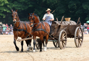 Graditz  Deutschland  Pferde vor einem Erntewagen bei der jaehrlichen Gestuetsschau