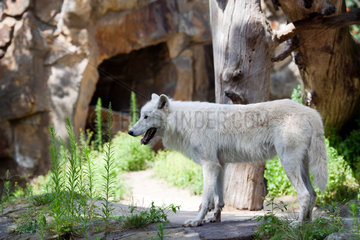 Berlin  Deutschland  ein Polarwolf im Berliner Zoo