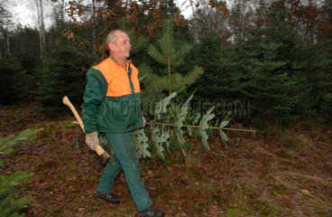 Belzig  Deutschland  Forstwirt traegt einen frisch geschlagenen Tannenbaum