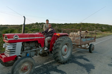 Dipkarpaz  Tuerkische Republik Nordzypern  ein Landwirt transportiert Schafe