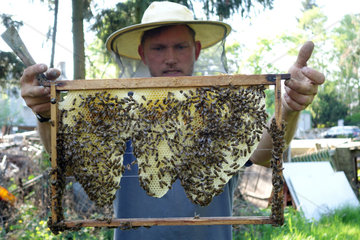 Berlin  Deutschland  Berufsimker kontrolliert eine Brutwabe seines Bienenvolkes