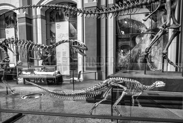 Dysalotosaurus + Allosaurus