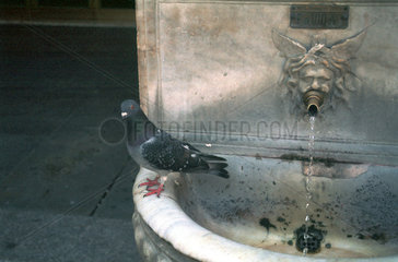 Eine Taube sitzt am Rand eines Wasserbassins