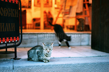 Wilde Katzen an einer Strasse im Zentrum von Plovdiv  Bulgarien
