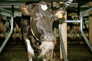 Kuh in Musterstall  Gruene Woche Berlin 2001  Deutschland