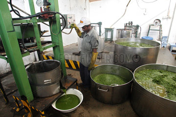 Colombo  Sri Lanka  Produktionsstaette fuer ayurvedische Produkte