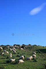 Sardinien  Italien  Schafe auf der Weide