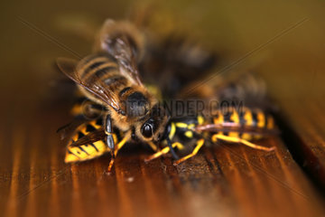 Berlin  Deutschland  Honigbiene sitzt auf zwei Wespen