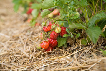 Warleberg  Deutschland  reife Erdbeeren an einer Erdbeerpflanze