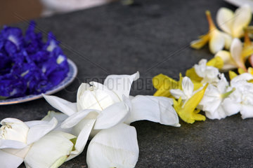 Kalutara  Sri Lanka  Blumen als Opfergaben