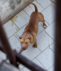 Ragusa  Italien  ein im Hof eingesperrter Hund