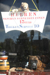 Berlin  Deutschland  ein Boxer im Schaufenster eines Friseurladens