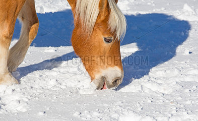 Innichen  Italien  ein Pferd schleckt am Schnee auf einer Koppel