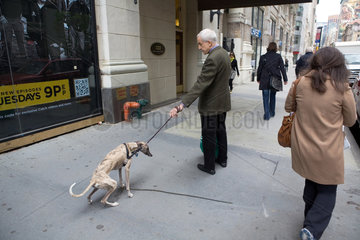 New York City  USA  Hund verrichtet sein Geschaeft auf dem Buergersteig  Park Avenue