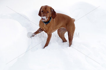 Krippenbrunn  Oesterreich  Kurzhaariger Ungarischer Vorstehhund (Magyar Vizsla Kurzhaar) im Schnee