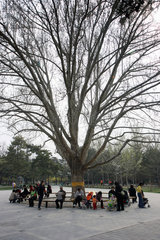 Peking  Besucher eines Parks sitzen unter einem Baum