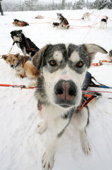 Saelen  Schweden  eingespannte Siberian Huskies