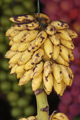 Galle  Sri Lanka  Bananen an Stauden auf dem Markt
