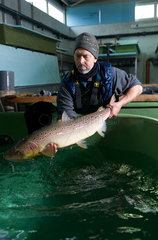 Obenheim  Frankreich  Fischzuchtmeister Martin Gerber mit einem ausgewachsenen Lachs