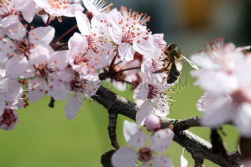 Zuerich  Schweiz  Europaeische Honigbiene sammelt Nektar auf einer Kirschbluete
