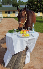 Iffezheim  Deutschland  ein Pferd frisst von einem gedeckten Tisch
