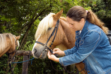 Tackhuette  Frau befestigt Pferdegeschirr bei einem Islandpony