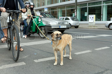 Berlin  Deutschland  Hund wartet mit seinem Herrchen an einer roten Ampel
