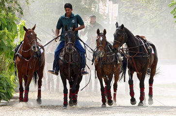 Dubai  Vereinigte Arabische Emirate  Reiter fuehrt mehrere Pferde an der Hand mit