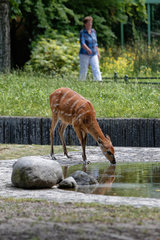 Berlin  Deutschland  Sitatunga Antilope im Zoo Berlin