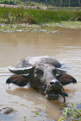 Koh Racha  Thailand  Wasserbueffel