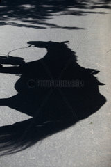 Bad Berleburg  Deutschland  Pferd wirft einen Schatten auf den Boden