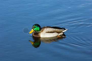 Potsdam  Ente auf dem Wasser
