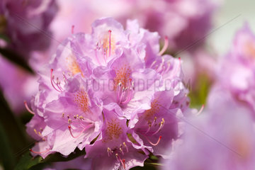 Verden  Deutschland  Rhododendronbluete