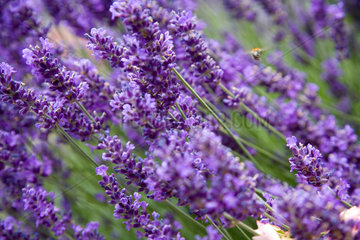 Lauenburg  Deutschland  violett bluehende Wildblumen