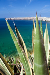 Sagres  Portugal  Aloe Vera an der Kueste zum Atlantik