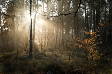 Gross Doelln  Deutschland  Sonnenstrahlen im Wald