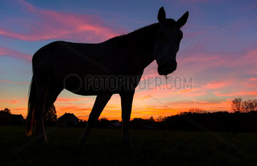 Hamm  Deutschland  Silhouette eines Pferdes bei Sonnenuntergang