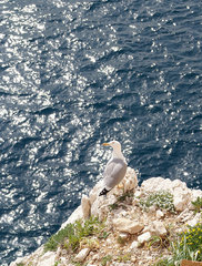 Sardinien  Moewe nahe der Neptungrotte