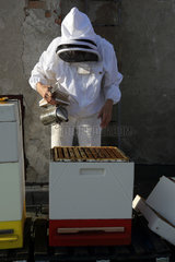 Berlin  Deutschland  Imkerin blaest vor der Kontrolle eines Bienenvolkes Rauch mit einen Smoker in die Bienenbeute