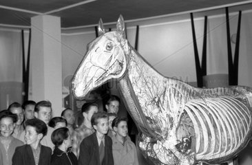 Dresden  DDR  Schulklasse schaut sich das Glaeserne Pferd im Deutschen Hygiene-Museum an