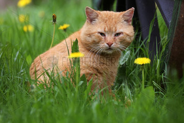Prangendorf  Deutschland  rotgetigerte Hauskatze sitzt im Gras